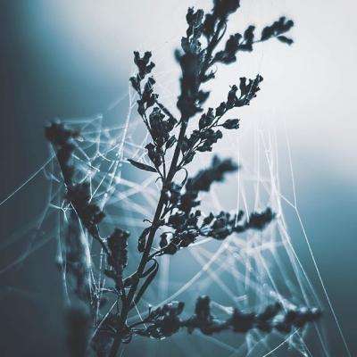 天成彩票手机app下载