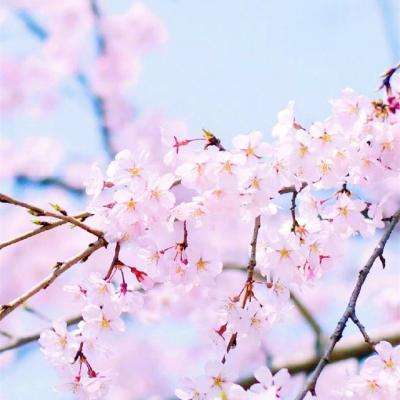 开云电竞手机app下载